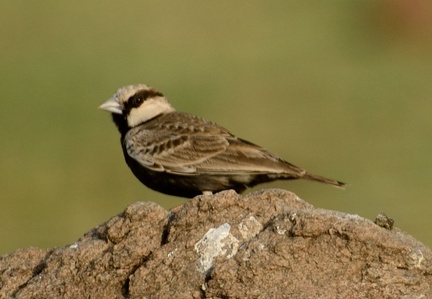 Ashy-crowned sparrow lark